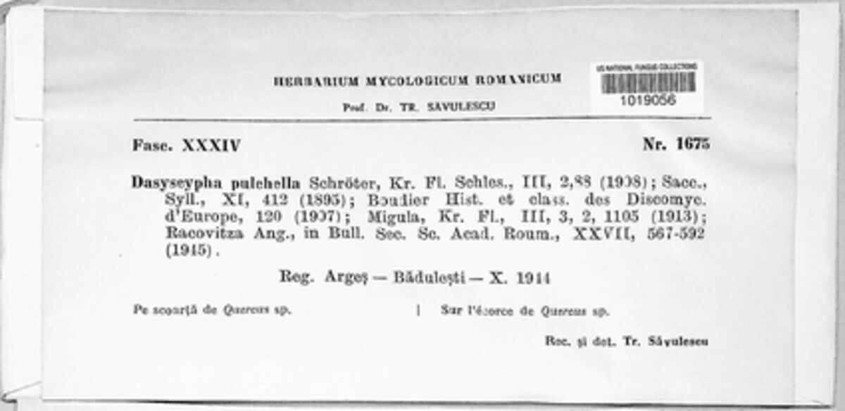 Lachnum pulchellum image